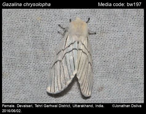 Gazalina chrysolopha Kollar, [1844] - | Moths