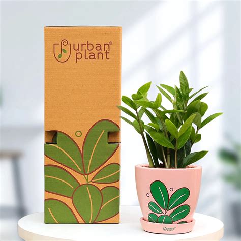 Buy Premium Indoor & Outdoor Plants Online in India | Urban Gardening