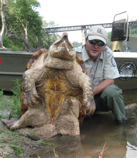 Image result for Large Alligator Snapping Turtle