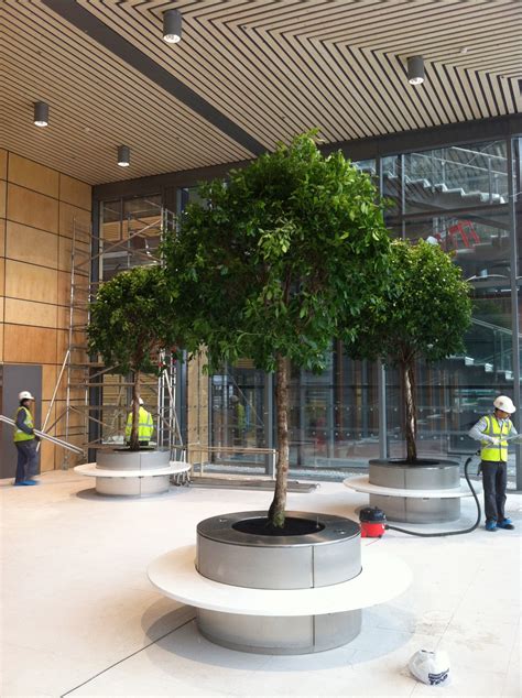 4m Ficus trees just planted into circular stainless steel planter/bench ...