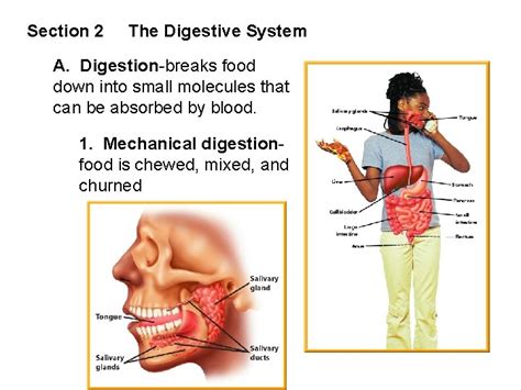 Image result for Partially Digested Food