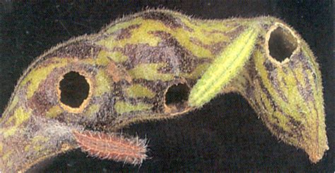 TNAU Agritech Portal :: Crop Protection