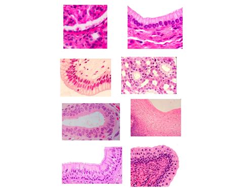 Epithelial Tissues Quiz