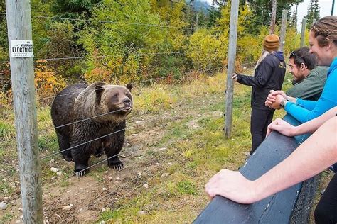 2024 Grizzly bear, Mountain tops & Falls from Calgary Canmore & Banff