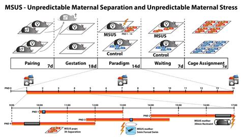 Effects of Early Life Stress on Bone Homeostasis in Mice and Humans