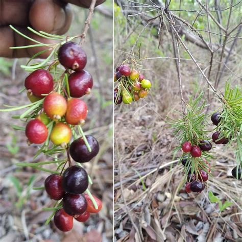 Needle-leaf cherry Live Plant ( Eugenia angustissima) – veliyathgardens