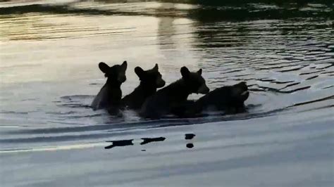 Mama bear carries 3 cubs on her back to swim across Wisconsin lake ...