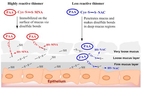 Less Reactive Thiol Ligands: Key towards Highly Mucoadhesive Drug ...