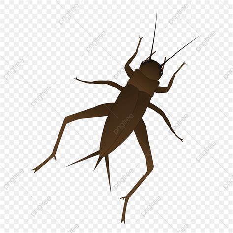 Cricket Insect Clipart Pictures