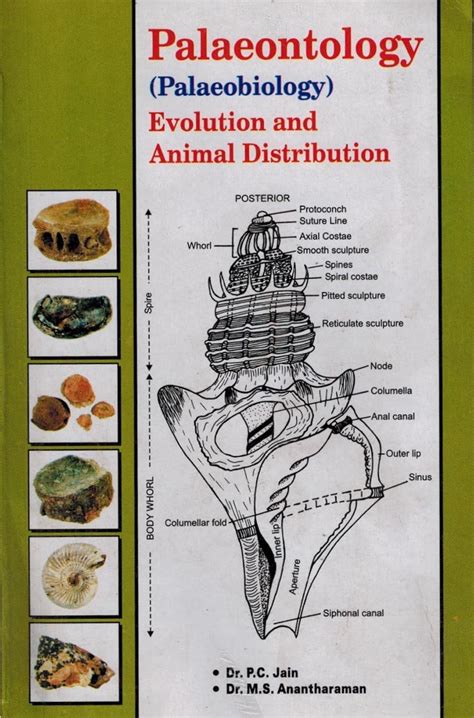 Amazon.in: Buy Palaeontology ( Palaeobiology ) Evolution and Animal ...