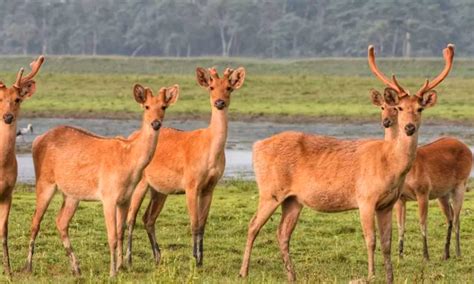 Assam Flood: 131 wild animals dead, 97 rescued in Kaziranga National Park