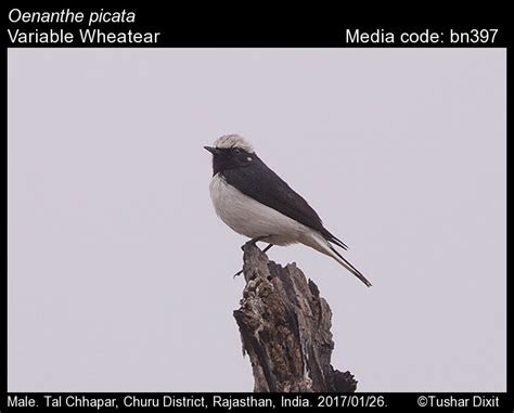 Oenanthe picata (Blyth, 1847) - Variable Wheatear | Birds