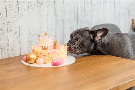 French Bulldog Happy Birthday