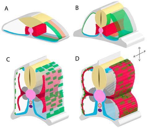 The Developmental Phases of Zebrafish Myogenesis