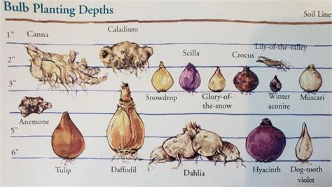 Image result for Bulb Planting Guide