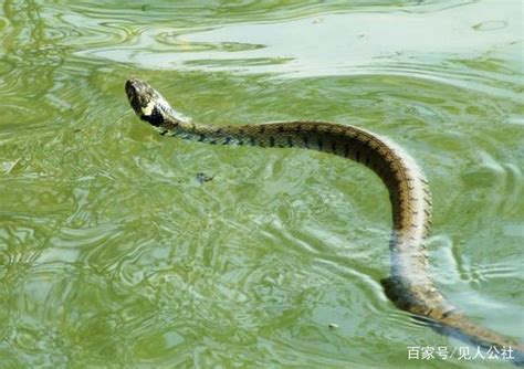 十种农村很常见的蛇，遇见了要躲开“不要作死”，对蛇恐惧勿进！