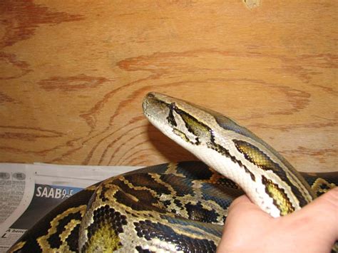 Image result for Owning Male Burmese Python