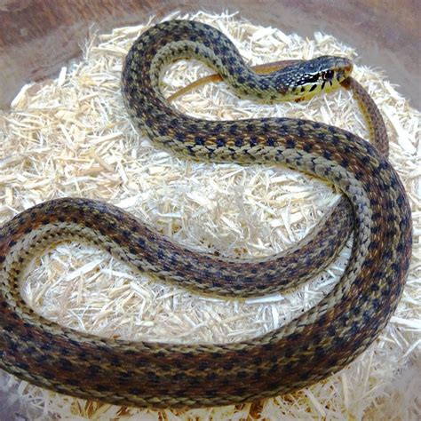 Florida Blue Garter Snake juvenile male