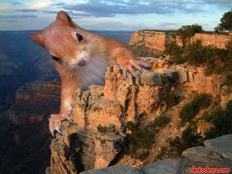 Image result for Exploding Chipmunk