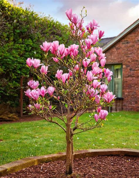 11 Stunning Dwarf Flowering Trees to Enchant Your Garden | Bigger Garden