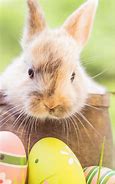 Image result for Bunny Screensavers Free
