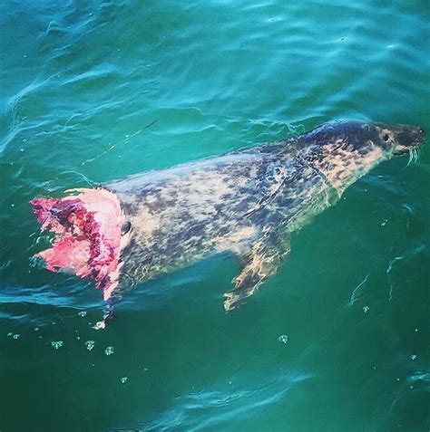 Great White Shark Eating Seal