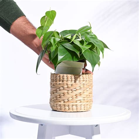 Kauna Grass Planter – Ugaoo