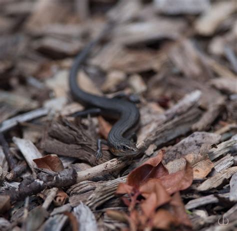 Common garden skink by primordialsea on DeviantArt