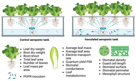 Effect of Plant Growth-Promoting Rhizobacteria Synthetic Consortium on ...