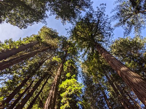 Muir Woods | Marin RV Park | Visit Marin | Visit San Francisco