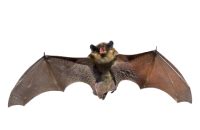 Image result for Bat Python Turtle