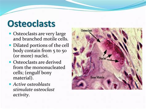 Histology of bone | PPTX