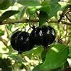 Maa tara green house sweet & testy delicious black surinam cherry fruit ...