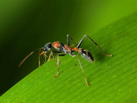 Myrmecia nigrocincta (Jumping Jack Ant) – Ausemade
