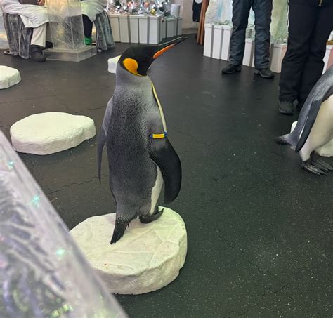 You can have dinner with penguins in Dubai: Here’s what it’s like - The ...