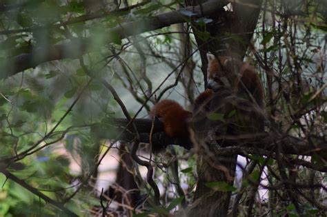 Image result for Red Panda vs Firefox