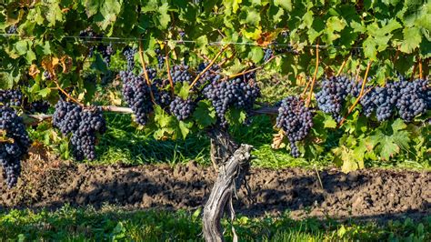 Cabernet Franc - Red Wine Grape Variety