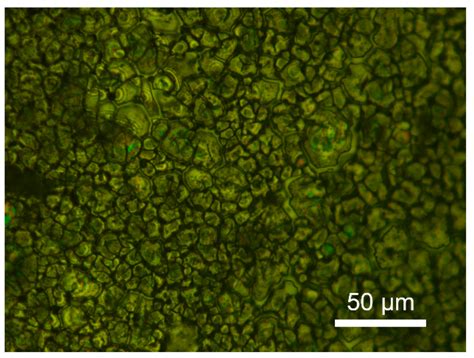 In Situ Preparation and Corrosion Resistance of a ZrO2 Film on a ZrB2 ...