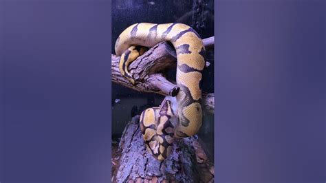 Image result for Python's Meal