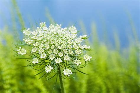 Difference Between Poison Hemlock vs Queen Anne’s Lace