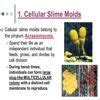 difference between acellular and cellular slime molds - Brainly.in
