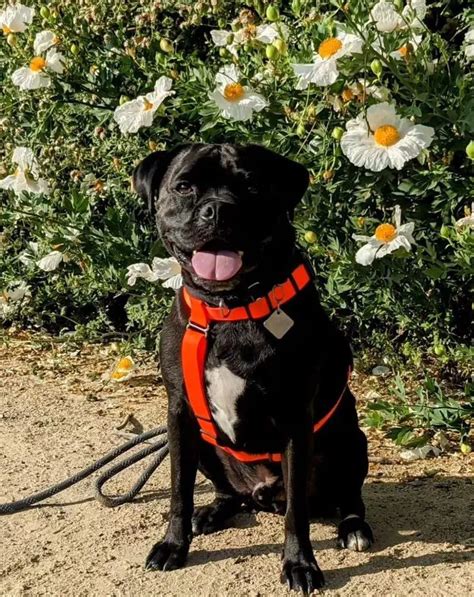 Image result for Boxer Mix Dogs