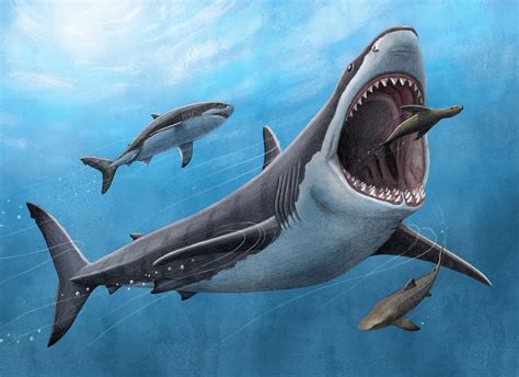 Study Provides New Insights into Biology of Megalodon | Sci.News