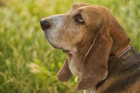 European Basset Hound Vs American: Understanding The Differences ...