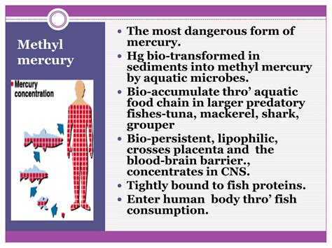 How Do Fish Accumulate Mercury In Their Bodies