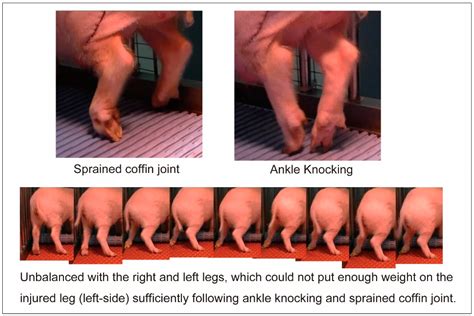 Skeletal Muscle-Derived Stem Cell Transplantation Accelerates the ...