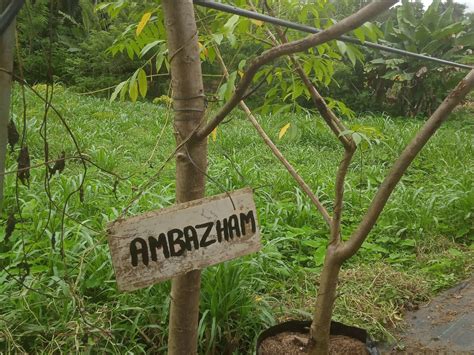 Subcategories Mannuthy Farms