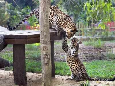 Zoos across India put on high alert after tiger tests positive for ...