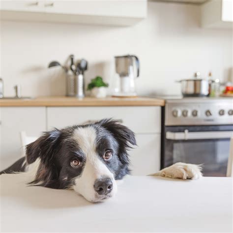 Is Petco Open on New Year’s Day? 2026 Holiday Hours - PetHelpful