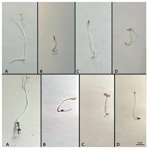 Natural Control of Weed Invasions in Hyper-Arid Arable Farms ...